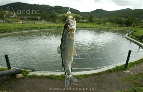 Produce Establece Veda Reproductiva Para Trucha Arco Iris En Jun N