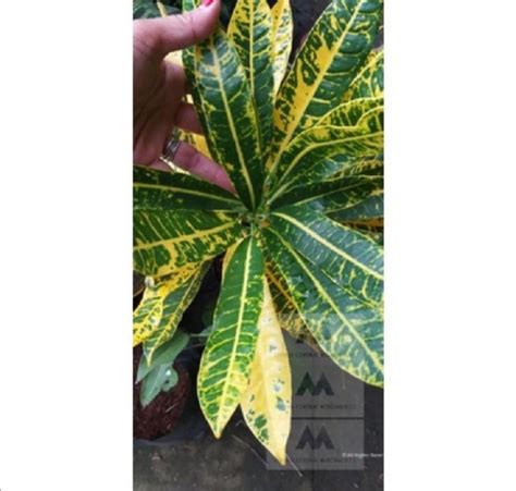 Yellow Petra Croton Codiaeum Variegatum Live Plant Furniture Home