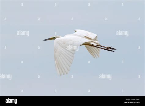 Great White Egret flying Stock Photo - Alamy