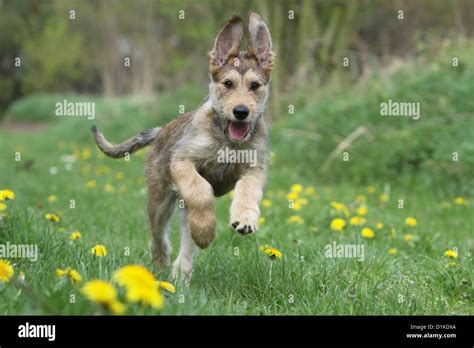 Dog Berger Picard Picardy Shepherd Puppy Running In A Meadow Stock