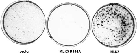 Figure From The Jnk Sapk Activator Mixed Lineage Kinase Mlk