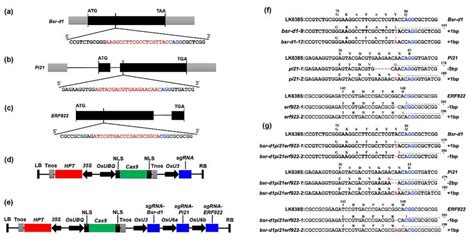 Crisprcas9 Induced Mutations In The Bsr D1 Pi21 And Erf922 Genes Download Scientific Diagram