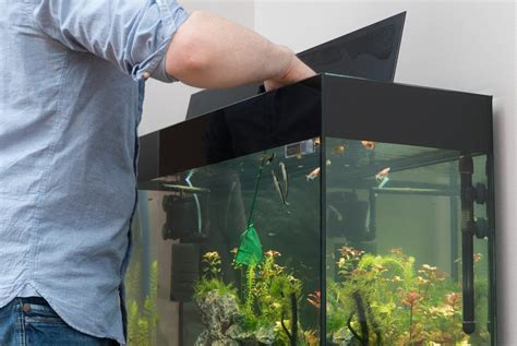 Beginners Guide To Setting Up Of A 10 Gallon Aquarium Fishxperts