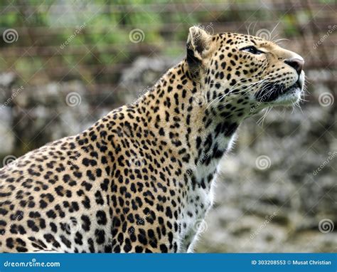 portrait  javan leopard   profile stock image image