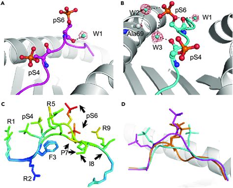 Unique Structural Characteristics Of The P6 Phosphosite And The Solvent