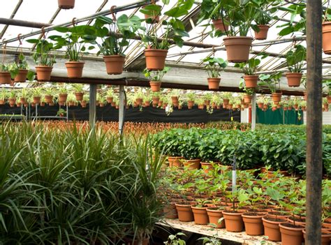 Greenhouse Plants: Easy-to-Grow Picks for Year-Round Gardening ...