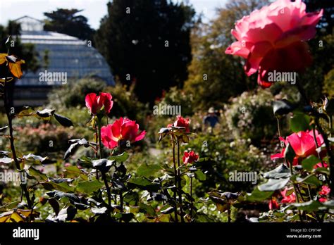 rose garden  christchurch botanic gardens stock photo alamy