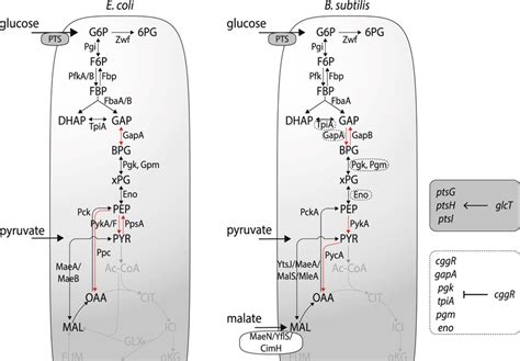 Glycolysis In E Coli And B Subtilis Differences Between The Two Download Scientific Diagram