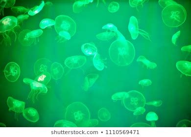 Moon Jellyfish Aurelia Aurita Green Translucent Stock Photo