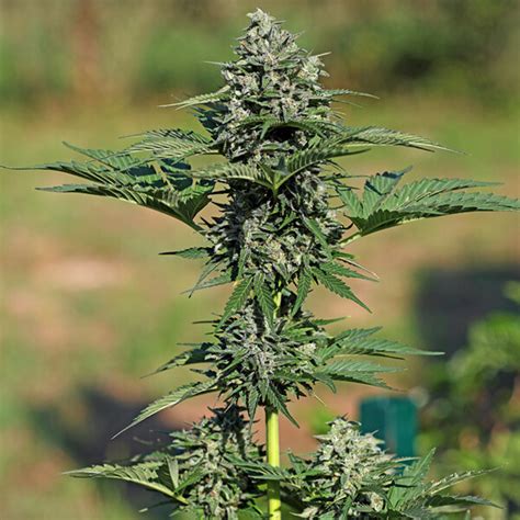 Royal Gorilla Automatic Nasiona Konopy Royal Queen Seeds