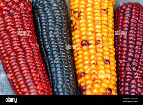 Multi Color Dried Corn Agriculture Product From Guatemala Zea Mays