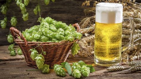 Who What Why Is The Craft Beer Craze Going To Cause A Hops Shortage Bbc News