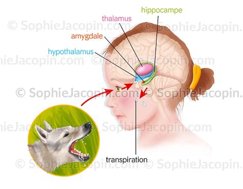 Syst Me Limbique Et Motions Illustration Medicale Sophie Jacopin