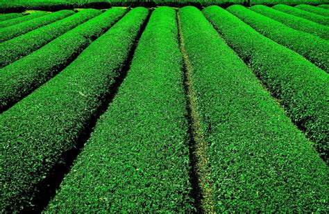 Tea plantation in shizuoka, obuchi sasaba, japan 26141329 Stock Photo ...