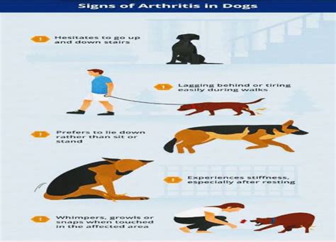 Controlling Aggression in your Pet Dogs