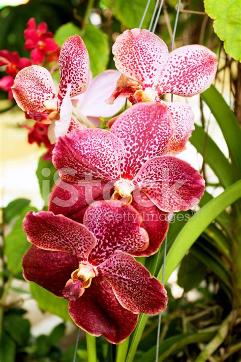 Orchid In Thailand Stock Photo | Royalty-Free | FreeImages