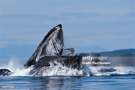 Humpback Whale Mouth Photos and Premium High Res Pictures - Getty Images