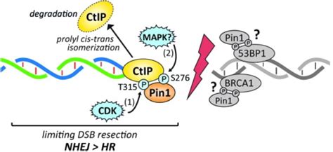 Model Of Pin1 Mediated Restriction Of Dna End Resection Open I