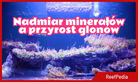 Wzrost glonów w akwarium morskim Rola nadmiaru minerałów Reef Pedia