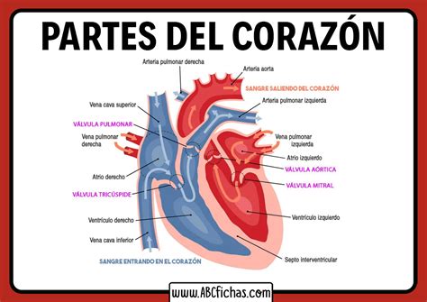 Dibujo Del Corazon Y Sus Partes Abc Fichas