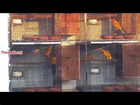 Sun Conure Breeding Cage Setup YouTube