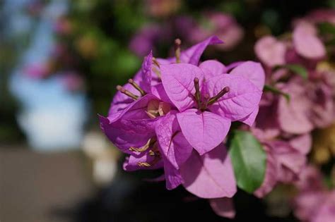 Estos Son Los Cuidados Que Necesita La Buganvilla Foto 9