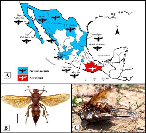 Cicada Killer Distribution Hot Sex Picture