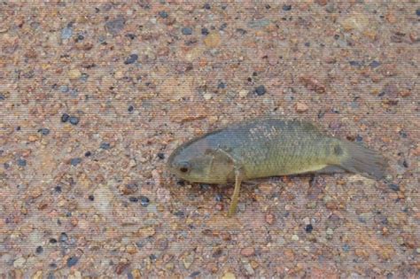 VIDÉO L Australie sous la menace de poissons qui marchent