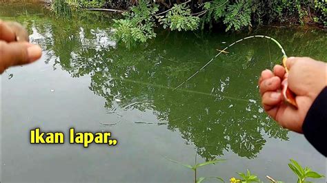 Mancing Ikan Wader Dekat Sawah Sambaran Ganas Microfishing Youtube