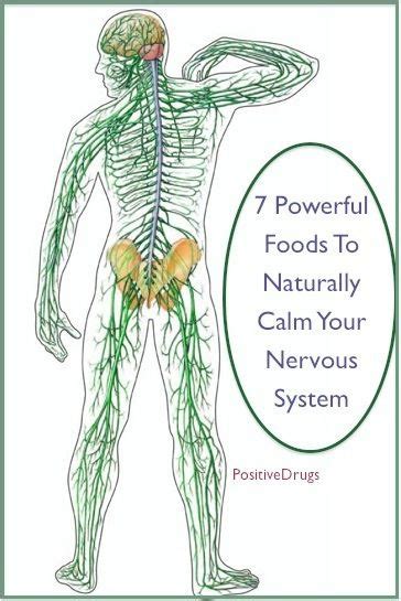 7 Powerful Foods To Naturally Calm Your Nervous System Nervous System