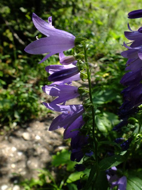 Campanula Rapunculoides Campanulaceae Image At Phytoimages Siu Edu