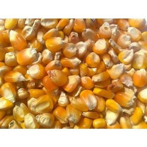 Cool And Dry Place Kernel Corn Maize Cattle Feed Packaging Type Loose