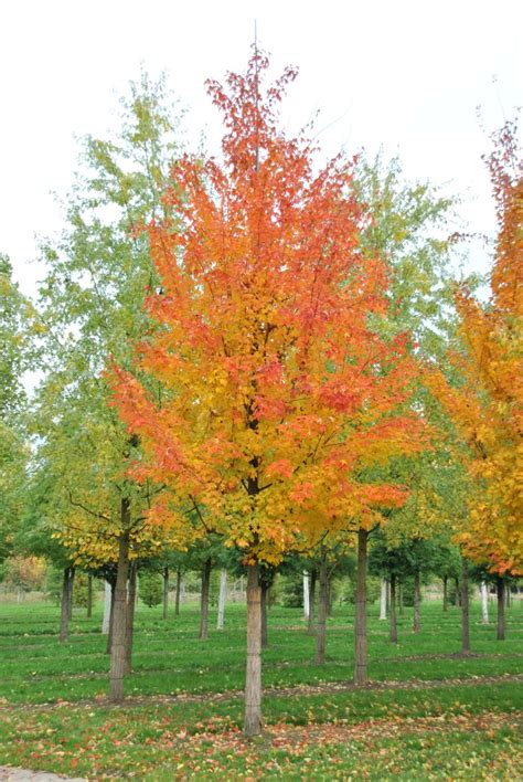 Acer Saccharum Sugar Maple Rock Maple Van Den Berk Nurseries