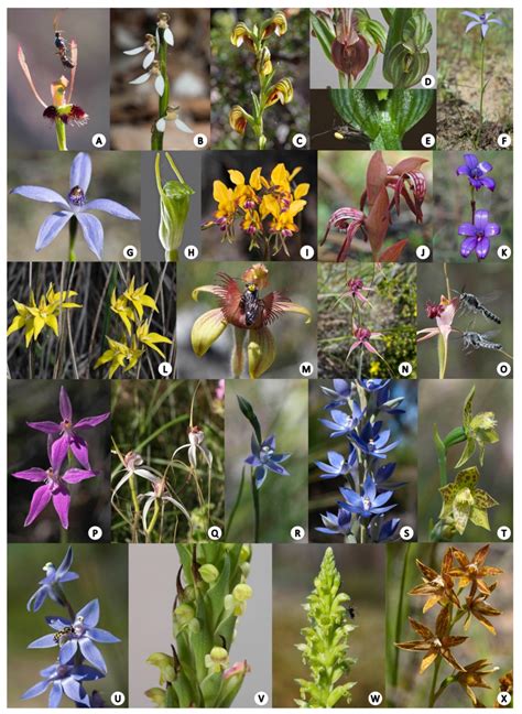 Diversity Free Full Text A Comprehensive Study Of Orchid Seed