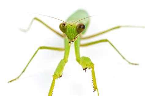 Mantis Religiosa Sobre Fondo Blanco Foto Premium