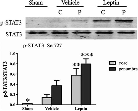 Leptin Promotes Stat3 Phosphorylation In The Mitochondria After 6 Hr Of Download Scientific