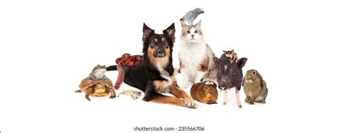 Large Group Domestic Household Pets Including Stock Photo 235566706 | Shutterstock