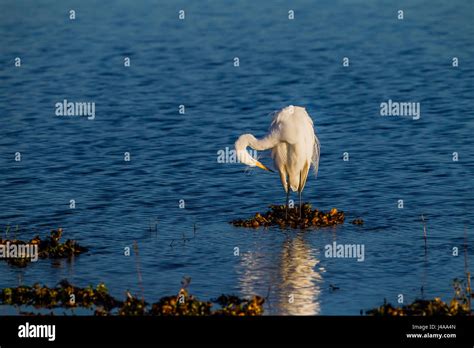 White Egret Preens At Dawn Stock Photo Alamy