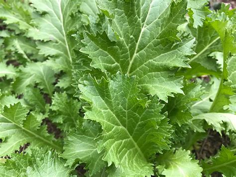 2 Packages Of Oriental Mustard Green Spring Choi Seeds Per