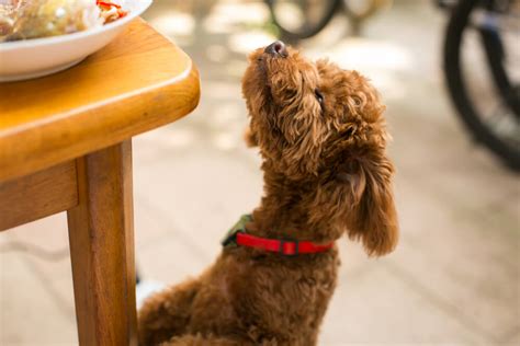 【獣医師監修】トイ・プードルがご飯を食べないのは風邪？知っておきたい愛犬の食欲不振・体調不良のサイン ペットニュースストレージペット保険