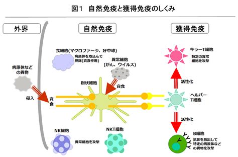 日本癌症免疫专家谈“免疫”（二） 如何提高免疫力？ 日本劳动厚生省认定【日本就医网】