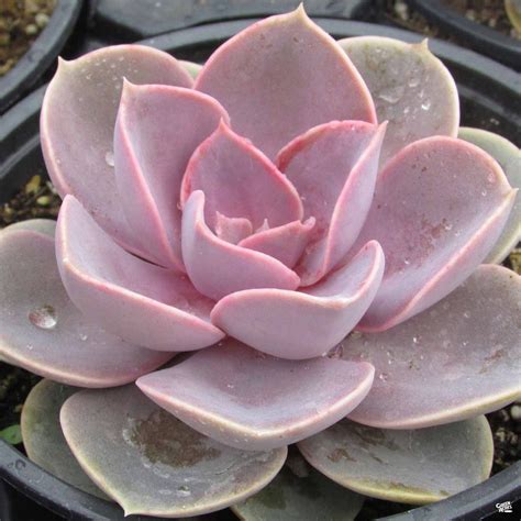 Echeveria Perle Von Nurnberg — Green Acres Nursery And Supply