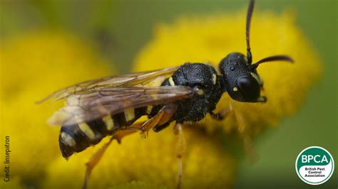 Black Wasp With Yellow Stripe