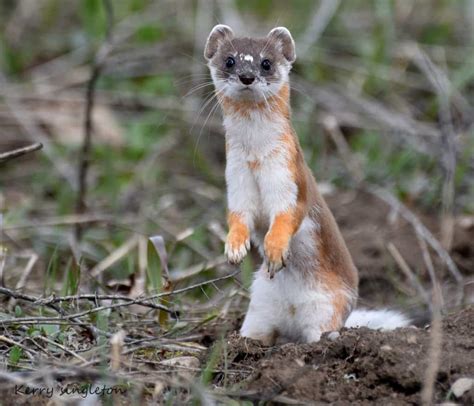 Long Tailed Weasel Focusing On Wildlife