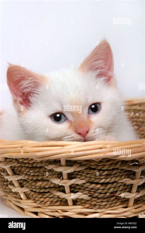 Kätzchen im Körbchen kitten in a basket Stock Photo Alamy