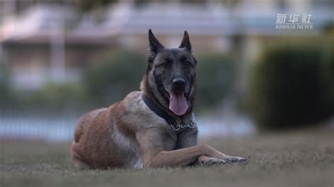 功勋犬来啦｜搜毒精英极星君 新华网客户端