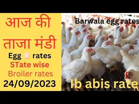 Today Murga Mandi Rates Broiler Rates In All India Youtube