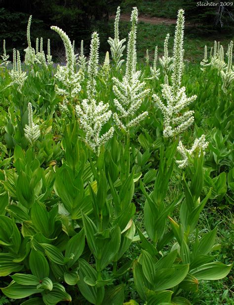 False Hellebore Plant