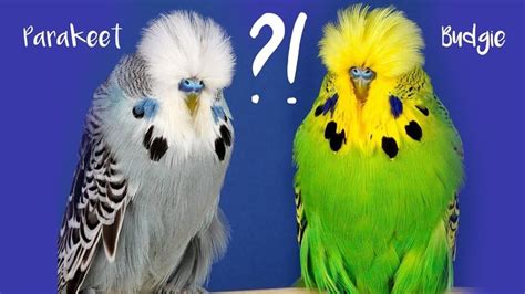 The difference between the terms Budgie and Parakeet | Budgies, Fancy ...