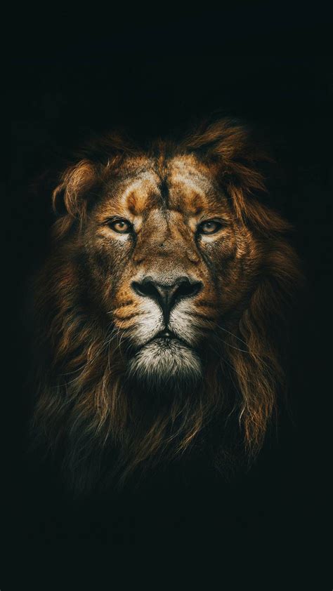 Que o cordeiro é o Leão que no trono estar🎶 🙏🏽 Lion Wallpaper Iphone ...